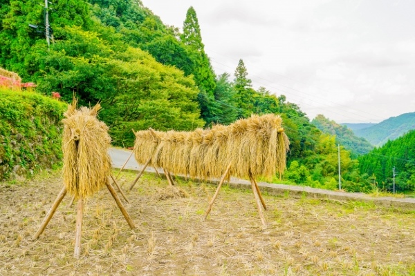 お米の歴史について知りたい 日本でお米が主食になったのはなぜ ごはん彩々 全米販