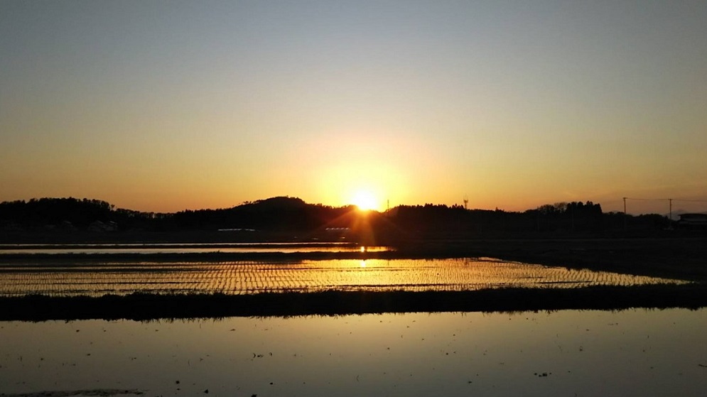 夕日に輝く遠藤さんの田んぼに感動 田植えが始まりました ごはん彩々 全米販 夕日に輝く遠藤さんの田んぼに感動 田植えが始まりました ごはん彩々 全米販