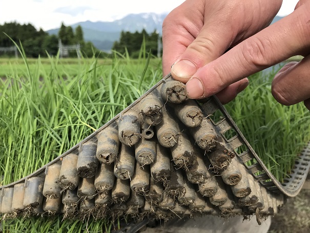 ごはん好きに伝えたい！ 他とは違う「（特別栽培米）魚沼コシヒカリ  