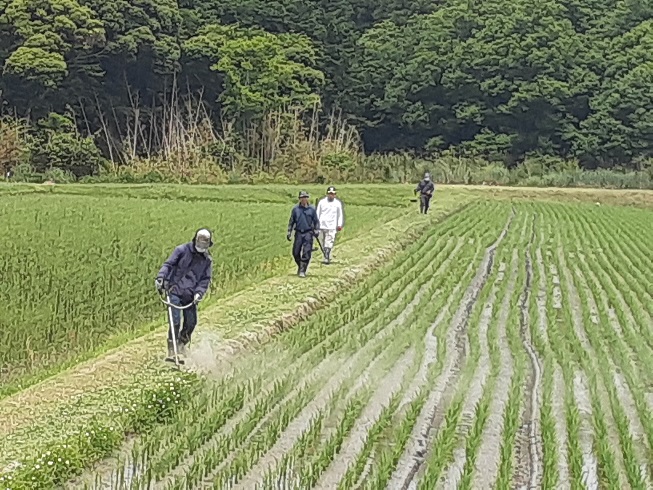 田植えが終わりました こらから除草の開始です ごはん彩々 全米販