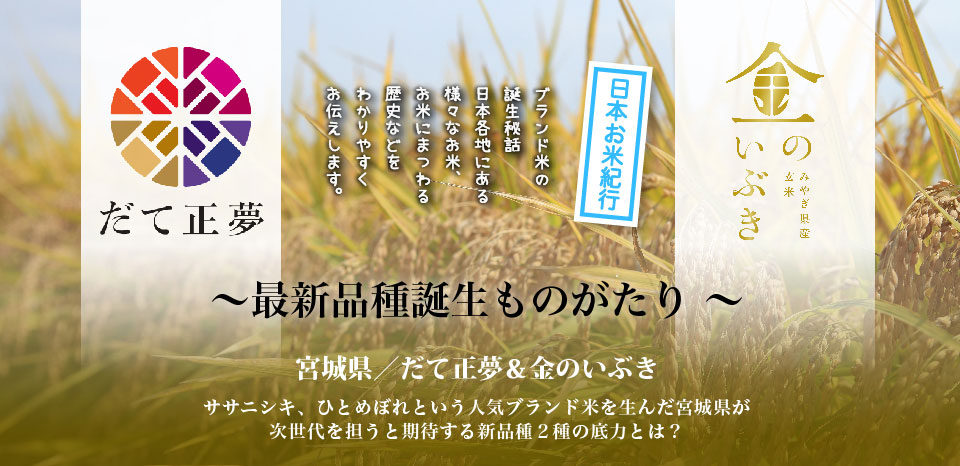 最新品種誕生ものがたり 宮城県 だて正夢 金のいぶき ササニシキ ひとめぼれという人気ブランド米を生んだ宮城県が次世代を担うと期待する新品種２種の底力とは ごはん彩々 全米販