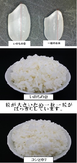 令和５年産】長野県 飯山 いのちの壱 ２ｋｇ | ごはん彩々（全米販）